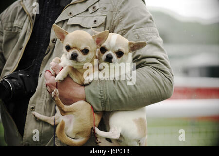 Homme portant deux chiens Chihuahua poil court sous son bras les chiens âgés Banque D'Images