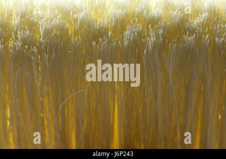 Macro image de fibres pinceau Banque D'Images