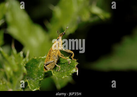 Scrabble insecte coléoptère rampant jambes charançon macro macro close-up admission Banque D'Images