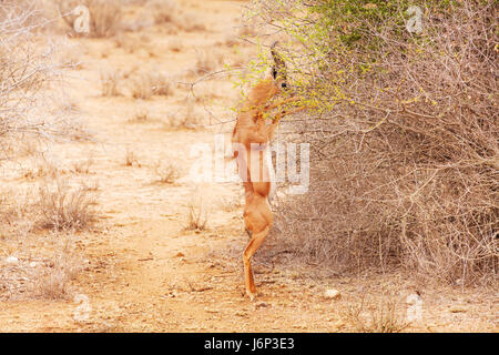 Portrait de gerenuk parcourt les buissons, debout sur ses pattes à savane africaine Banque D'Images