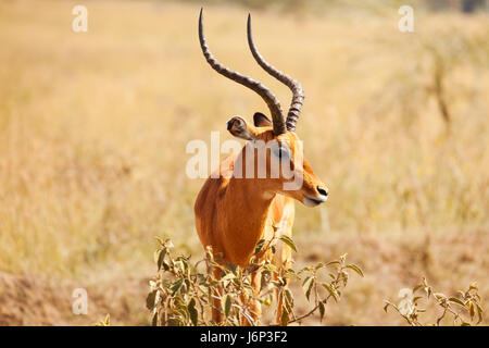 Portrait of male impala avec cornes en forme de lyre, debout dans la savane du Kenya, Afrique Banque D'Images