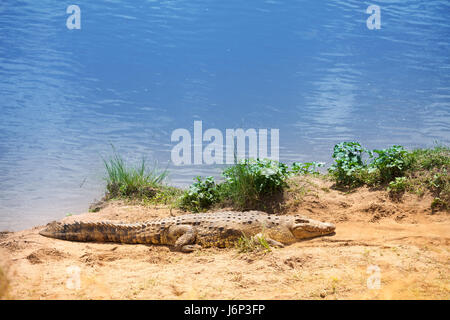 Portrait de crocodile du Nil se prélassent au soleil au bord de la rivière, de l'Afrique Banque D'Images