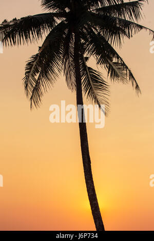 Silhouette de palmiers au coucher du soleil en Thaïlande Banque D'Images