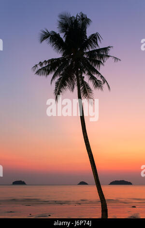 Palm tree silhouette au coucher du soleil, de l'Inde Banque D'Images
