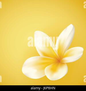 Blanc et jaune Plumeria Flower Illustration de Vecteur