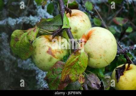 Abandonné il y a cinq ou six ans, un verger de pommes en bonne santé eco plus. Banque D'Images