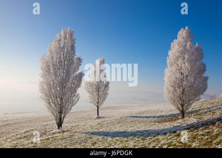 La neige et le givre couverts d'arbres dans le matin glacial. Paysage d'hiver incroyable. Banque D'Images