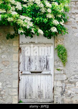 Vieille porte en bois blanc, avec la fente au milieu, mettre en mur de pierre avec feuillage vert luxuriant avec des fleurs blanches sur le dessus en cascade, Bayeux, France. Banque D'Images