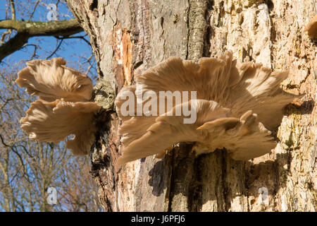 Pleurotes, Pleurotus ostreatus, Sussex, UK. Sur le tronc de l'arbre mort. Décembre. Banque D'Images