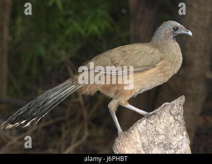 066 - PLAIN CHACHALACA (11-14-2016) Centre national de butterfly, Lost and Found, hidalgo co, tx -03 (31012955630) Banque D'Images