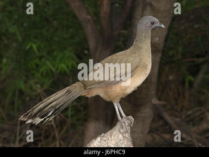 066 - PLAIN CHACHALACA (11-14-2016) Centre national de butterfly, Lost and Found, hidalgo co, tx -01 (30560563504) Banque D'Images