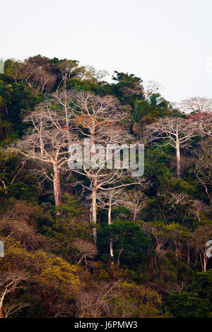 Forêt tropicale à côté du Rio Chagres dans le parc national de Soberania, République du Panama. Les grands arbres sont les Cuipo, Cavanillesia platanifolia. Banque D'Images