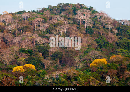 Rainforest à côté de Rio à Chagres Parc National de Soberania, République du Panama. Les arbres à fleurs jaune d'or sont des arbres (Grange On Farrelly). Banque D'Images