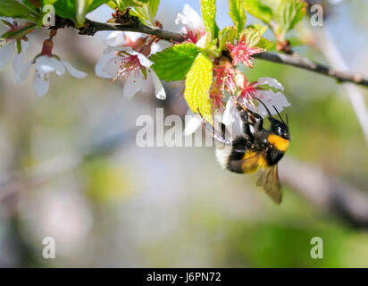 Black poilue bumblebee recueille le nectar des fleurs de cerisier au printemps Banque D'Images