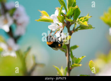 Black poilue bumblebee recueille le nectar des fleurs de cerisier au printemps Banque D'Images