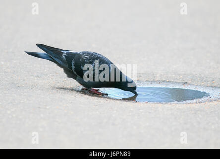 Les peuplements d'oiseaux colombe funny et des boissons de l'eau d'une petite flaque Banque D'Images