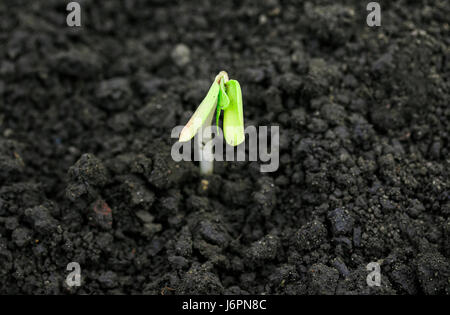 Les faibles little green sprout ruptures dans le ressort de sous la terre noire Banque D'Images