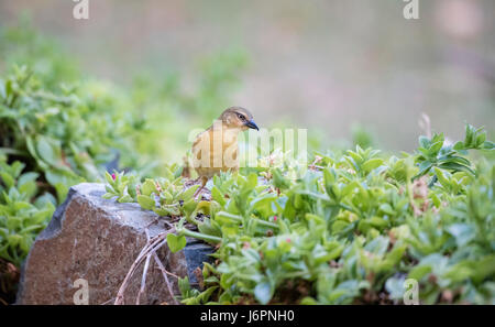 Du Nord femelle brown-throated (Pycnonotus tricolor) castanops dans la végétation dans le Nord de la Tanzanie Banque D'Images