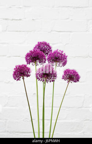 Allium hollandicum 'Purple Sensation' contre un mur blanc. Banque D'Images