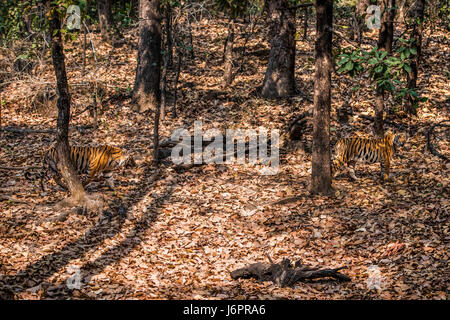 Tigres Bandhavgarh Banque D'Images