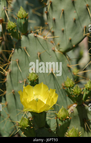 Un close up detail d'Oputia cactaceae Barbay Fig Opuntia ficus-indica cactus fleur fleurs jaunes en fleurs fleurs désert de l'Arizona Banque D'Images