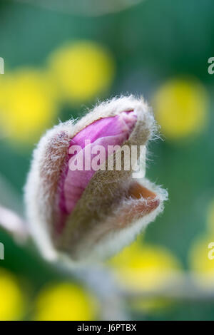 Un gros plan détail macro Magnolia bud et sépales rose fleur fleurs ouverture en herbe mauve pourpre au printemps Banque D'Images