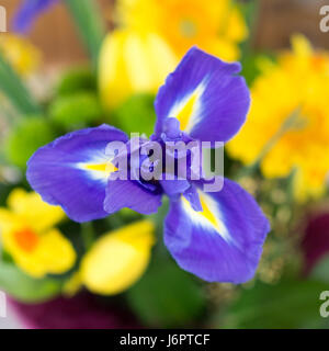 Un close up detail d'en haut sur la face jaune et bleu Hollandica Dutch Blue Magic Iris en un bouquet à fond jaune Banque D'Images