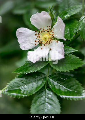 Macro close up detail d'une ronce sauvage ouvert blanc fleur en pluie pluie rosée humide Banque D'Images