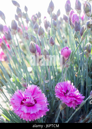 Un high key bouquet bouquet de groupe dans le lumineux soleil mauve rose magenta pourpre ouvrir les Œillets fleurs et bourgeons Banque D'Images