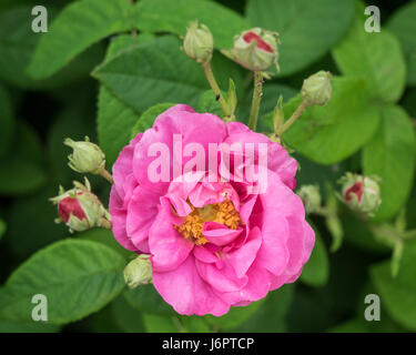 Macro close up detail sur la face du dessus une rose rouge rose sauvage fleur en pleine floraison fleurs en fleurs avec peu de bourgeons bourgeons bourgeonner Banque D'Images