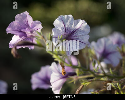 Un gros plan détail macro de dessous de ci-dessous haut de Surfinia Petunia veine pourpre fleurs dans la lumière du soleil Banque D'Images
