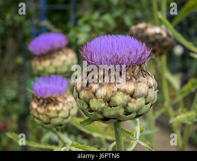 Un détail près de trois 3 trio mauve violet bleu chardon Artichaut chefs top fleurs, UK