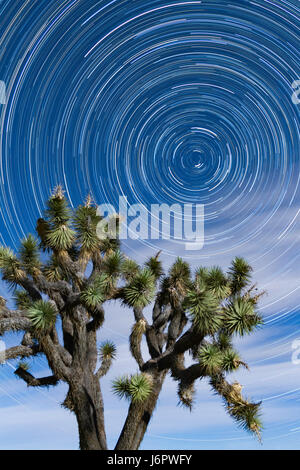 Star Trails circulaire à Joshua Tree National Park au printemps ciel nocturne avec des nuages et de la lune illuminant le Joshua Tree en premier plan. Banque D'Images