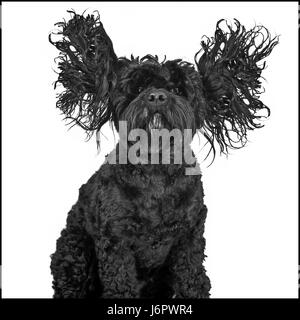 Un chien avec les oreilles jusqu'à l'airlong Banque D'Images