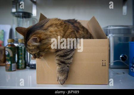 Un munchkin chat dans une boîte en carton Banque D'Images