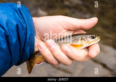 Un petit ruisseau truite capturée alors que la pêche à la mouche en Virginie Banque D'Images