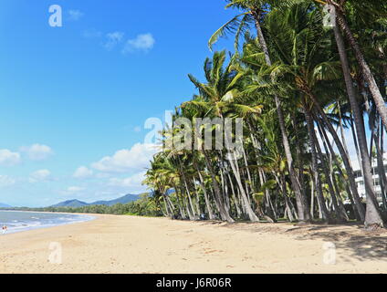 Palm Cove beach vers la prochaine plage au sud, à savoir Clifton Beach, près de la cocoteraie donnant de l'ombre en face de l'Alamanda Banque D'Images