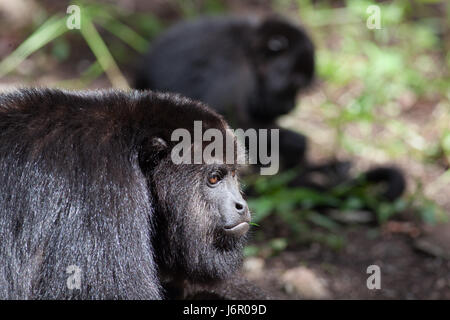 Couchant les singes hurleurs, ARCAS, Guatemala Banque D'Images