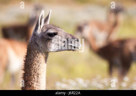 Un guanaco à l'avenir du Parc National de Patagonie, au Chili Banque D'Images