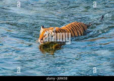 Tiger river crossing Banque D'Images