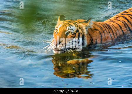 Tiger river crossing Banque D'Images