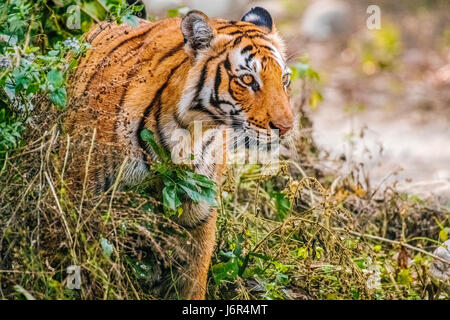 Tigre en mouvement Banque D'Images