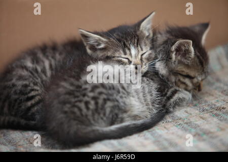 Peu de Sommeil chaton gris à proximité Banque D'Images