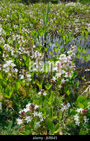 Bogbean - Menyanthes trifoliata Vue du lac avec Bogbean Banque D'Images