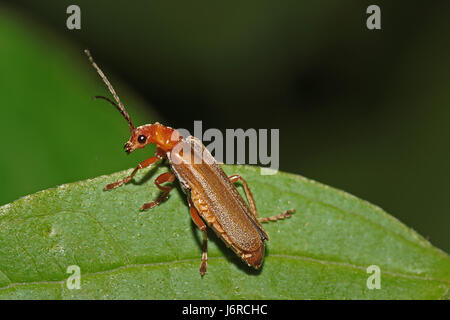 Insectes beetle insecte macro close-up jambes admission macro insectes vue rapprochée Banque D'Images