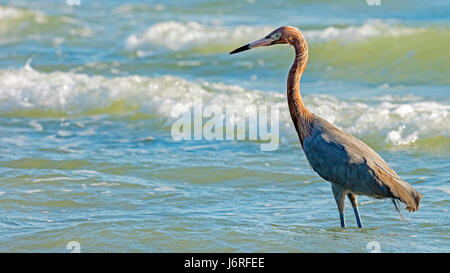 Aigrette tricolore, Egretta tricolor, debout dans l'eau et à la pêche. Banque D'Images