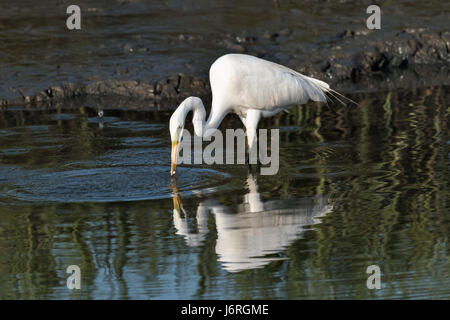 Une grande aigrette a également appelé un grand héron blanc spears un poisson dans les marais salés de l'Cap Romain National Wildlife Refuge près de Charleston, en Caroline du Sud. Les 66 287 acres National Wildlife Refuge englobent les bassins de l'eau, les criques, les baies, les marais et les îles-barrières dont la plupart n'est accessible que par bateau. Banque D'Images