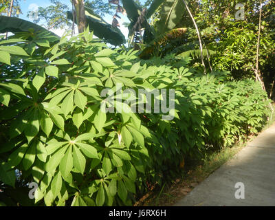 09299 Manhilot esculenta Bustos Bulacan 08 Banque D'Images