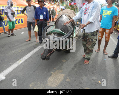 08263 Fiesta Paroisse San Isidro Labrador Bulacan Pulilan Carabao agenouillée 32 2017 Festival Banque D'Images