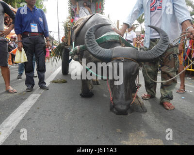 08263 Fiesta Paroisse San Isidro Labrador Bulacan Pulilan Carabao agenouillée 34 2017 Festival Banque D'Images